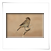 Vogel