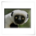 Lemur
