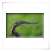 Reiher