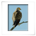 Falke