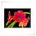 Amaryllis