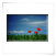 Klatschmohn
