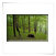 Laubwald